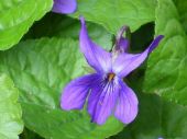 סיגל ריחני Viola odorata, סירטון
